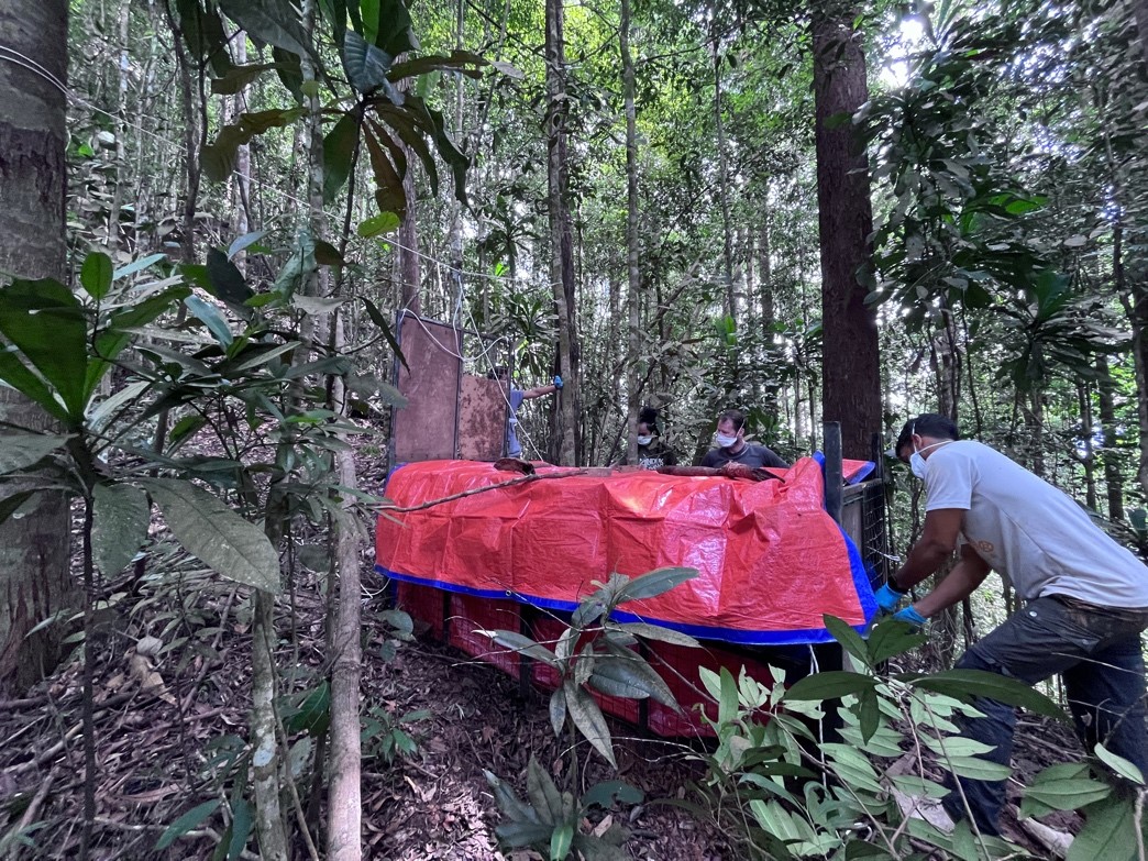 A specialized live trap used to safely capture clouded leopards deep within the forest.